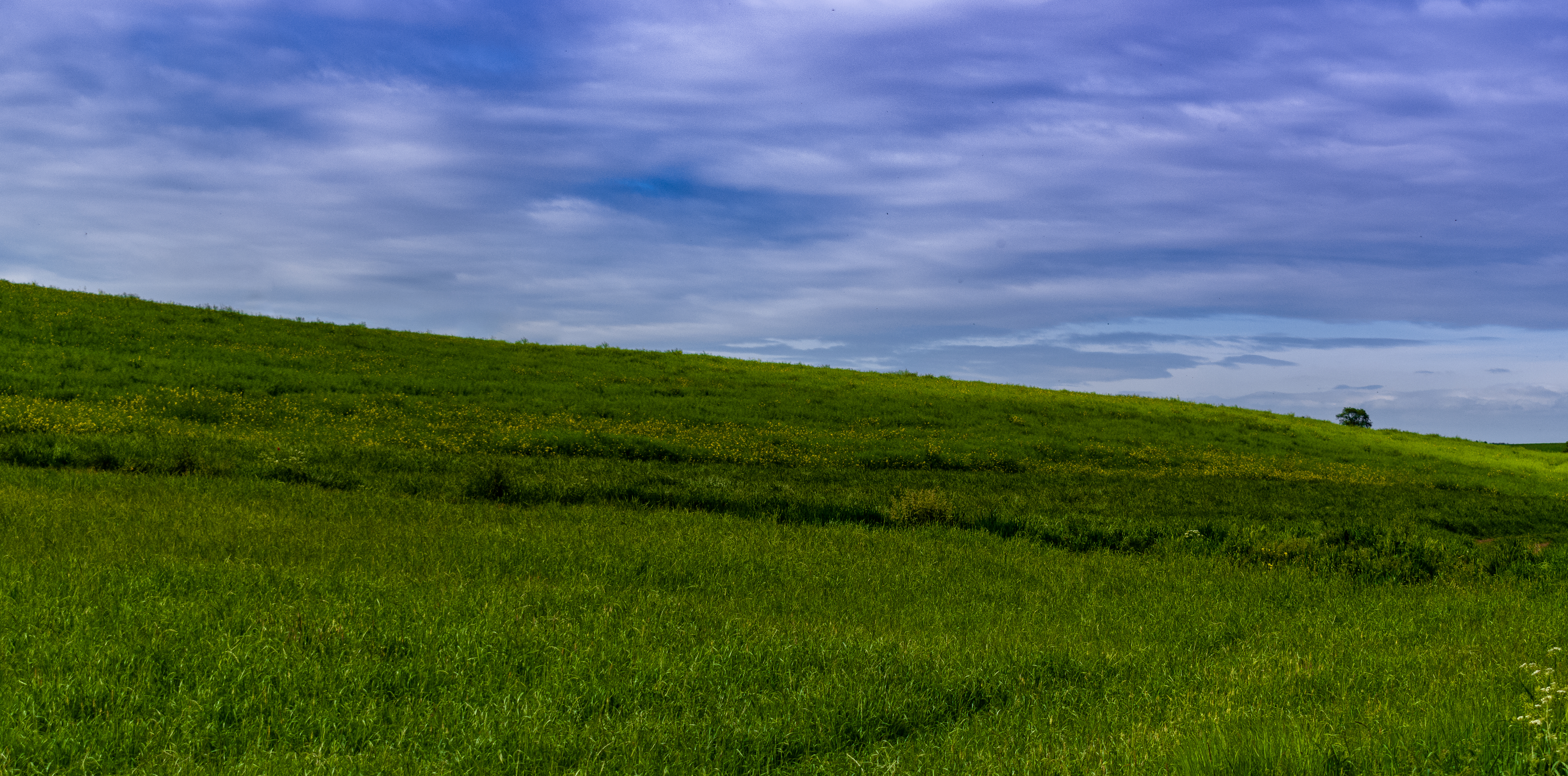 Budget windows XP