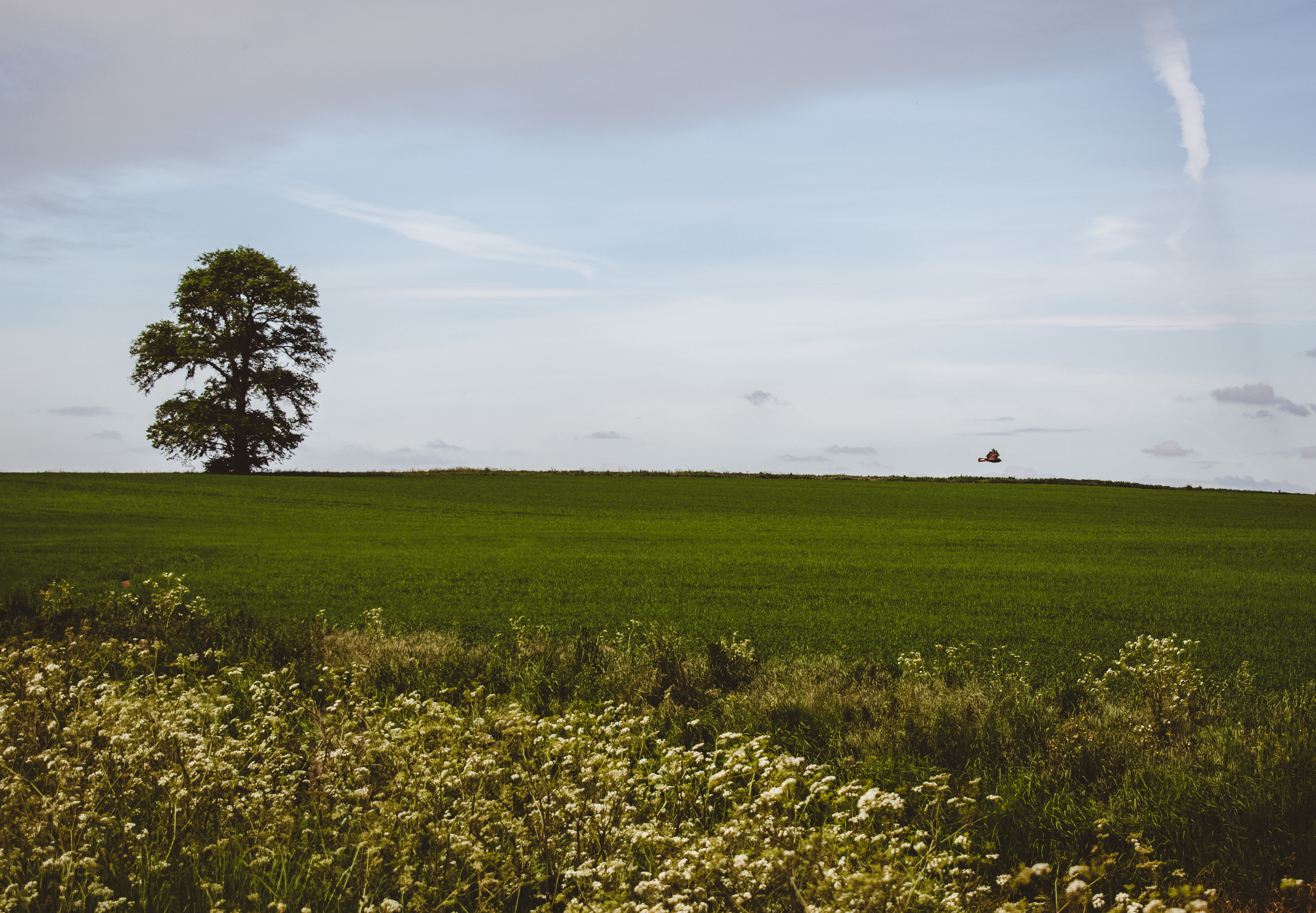 Bird and a tree scene