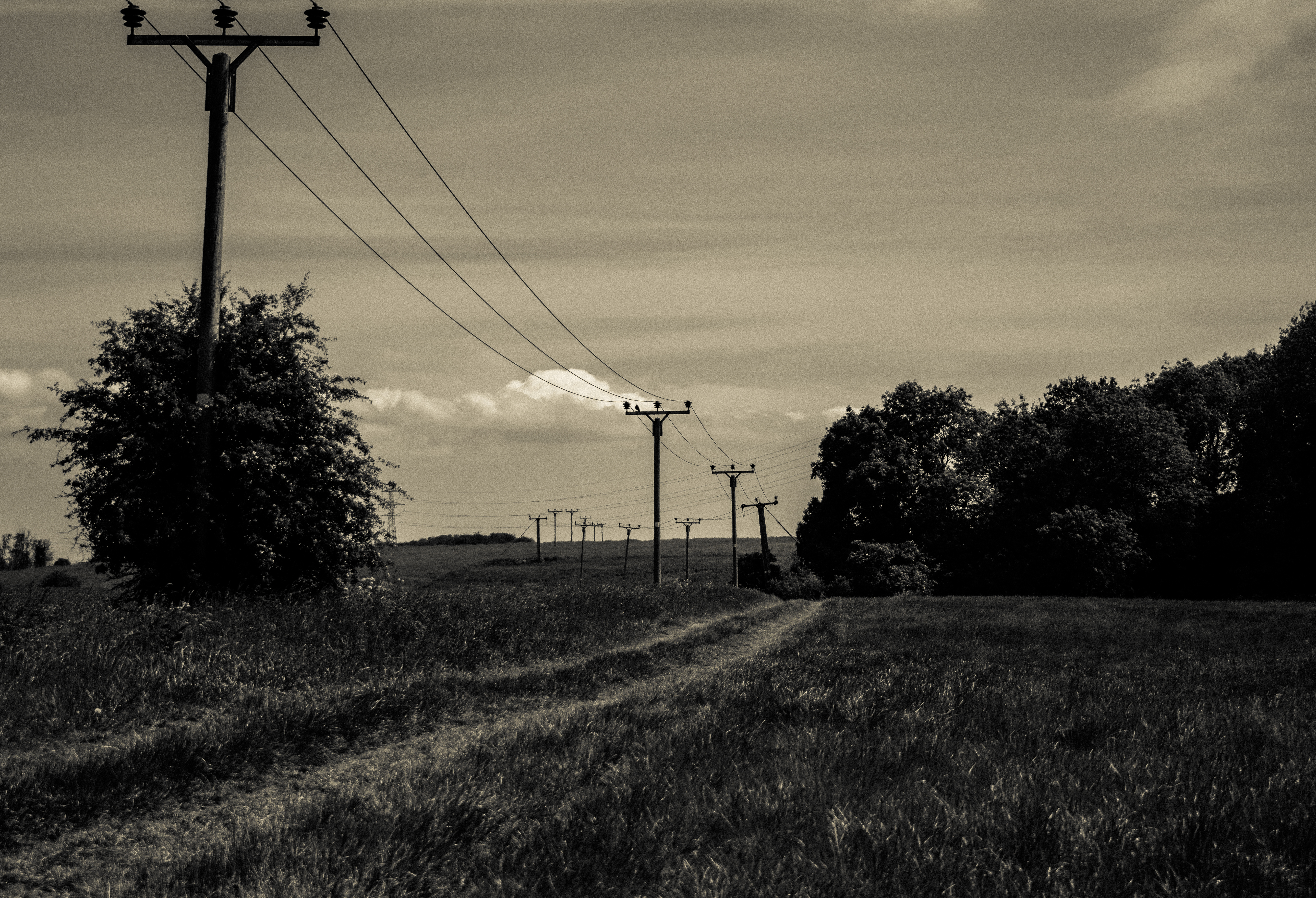 telegraph poles