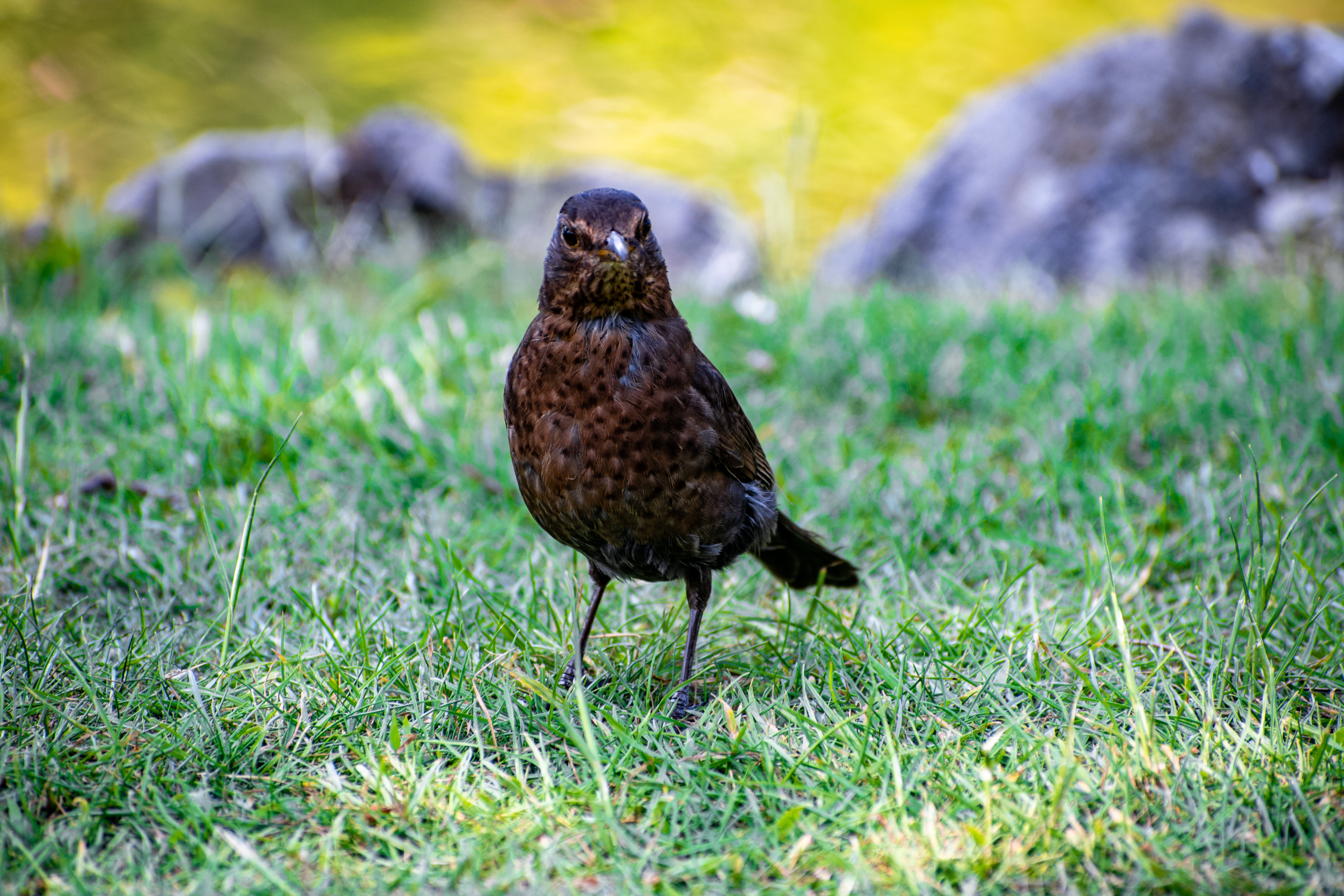 Black Bird