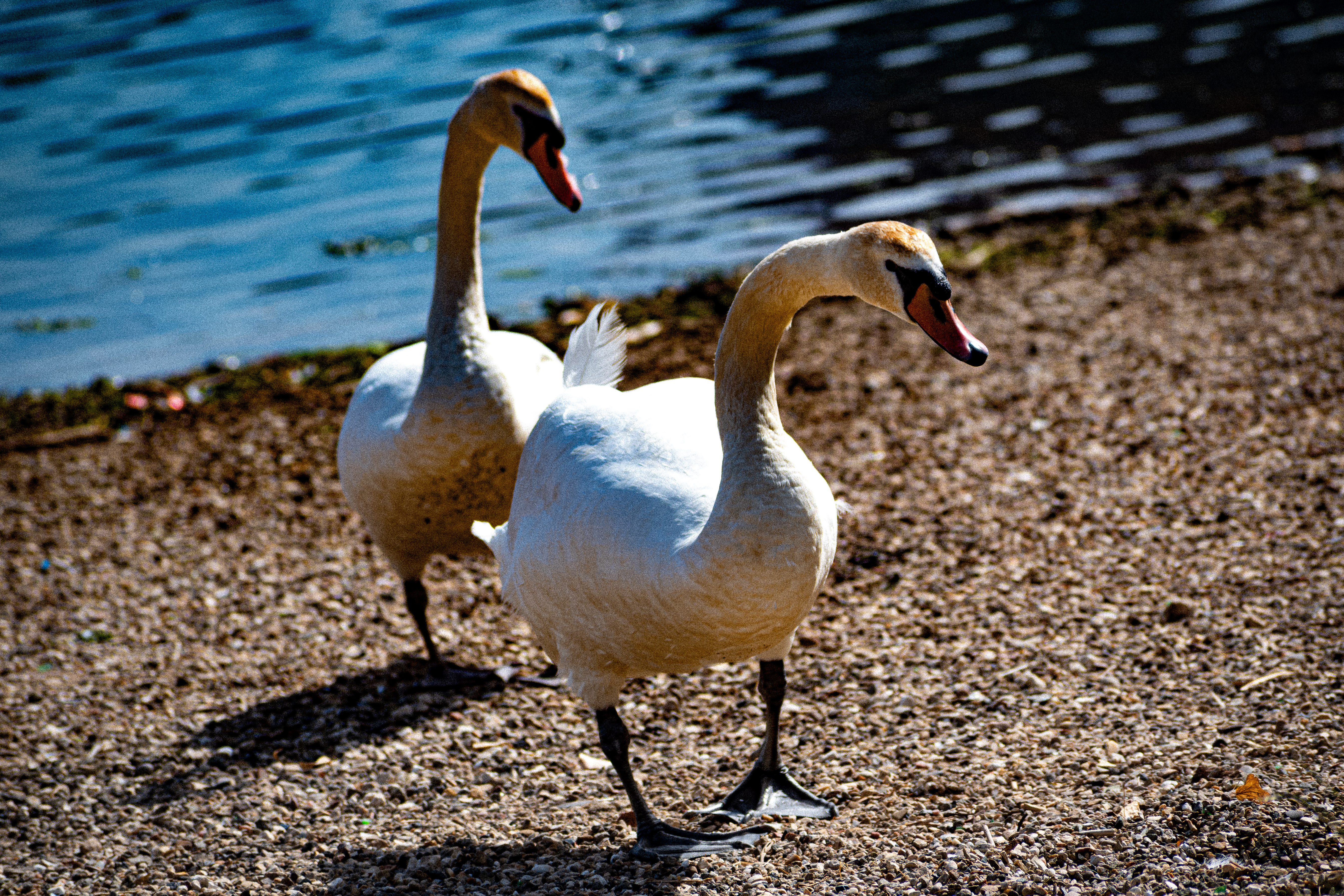 Swans
