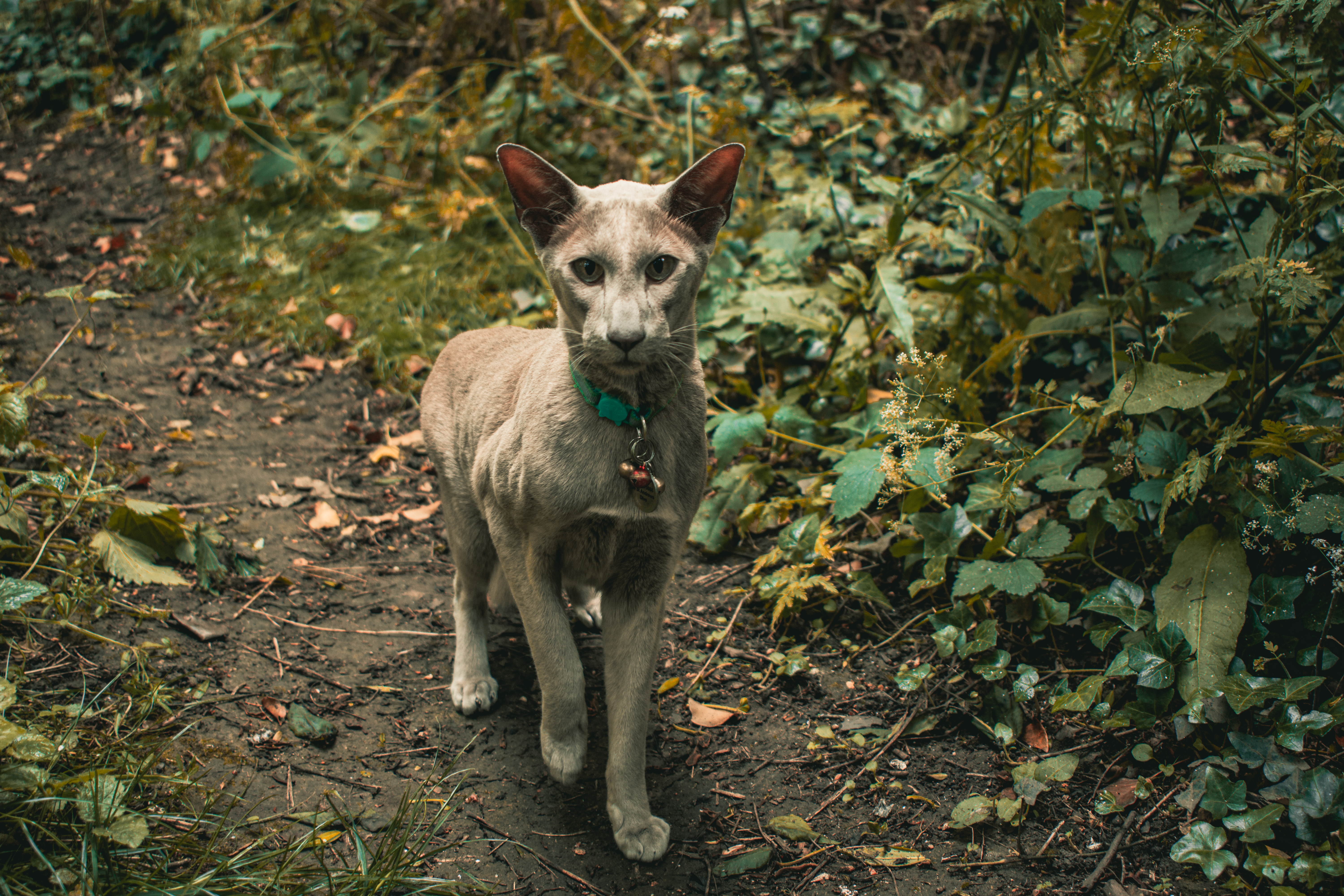 Cat in woods
