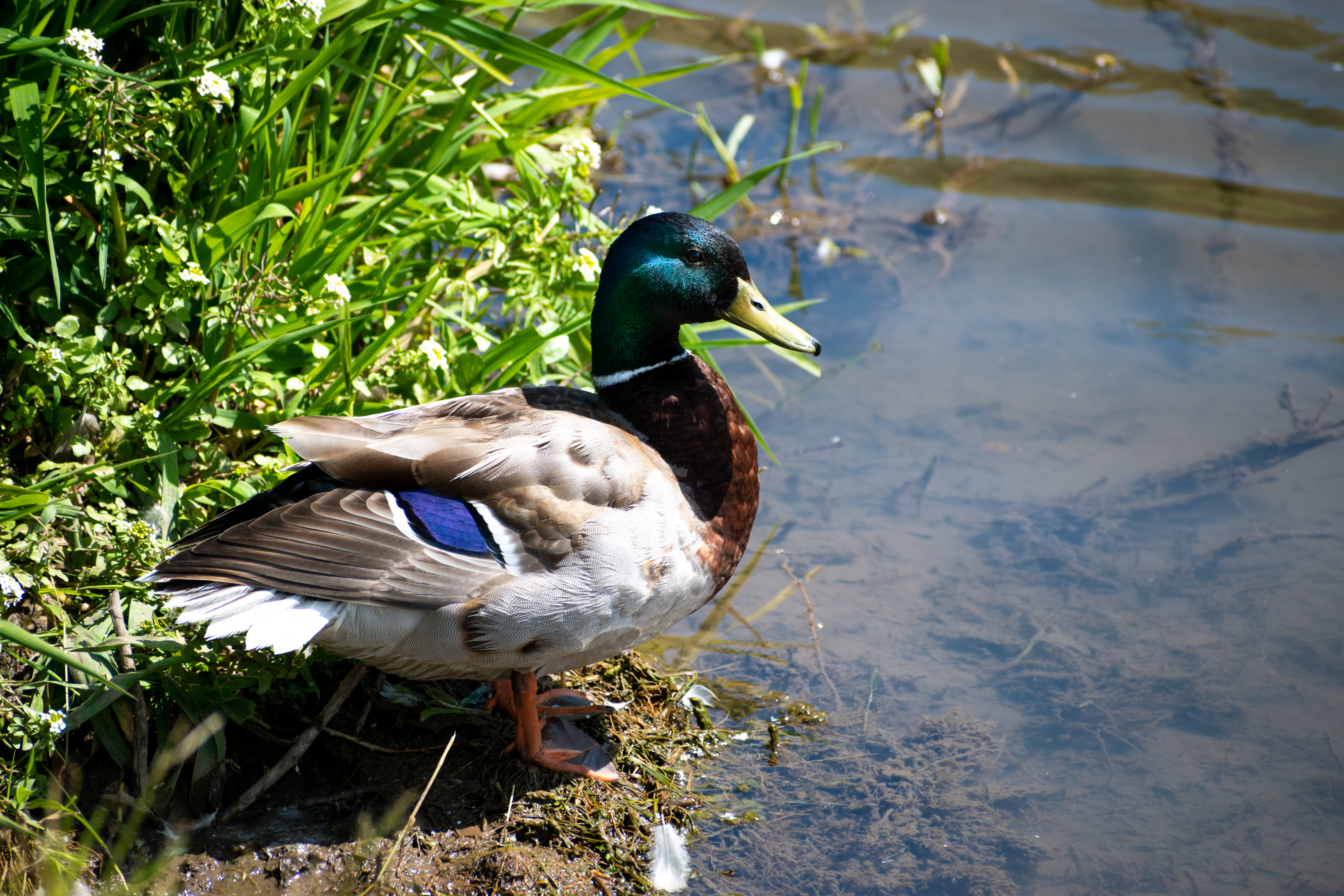Mallard duck