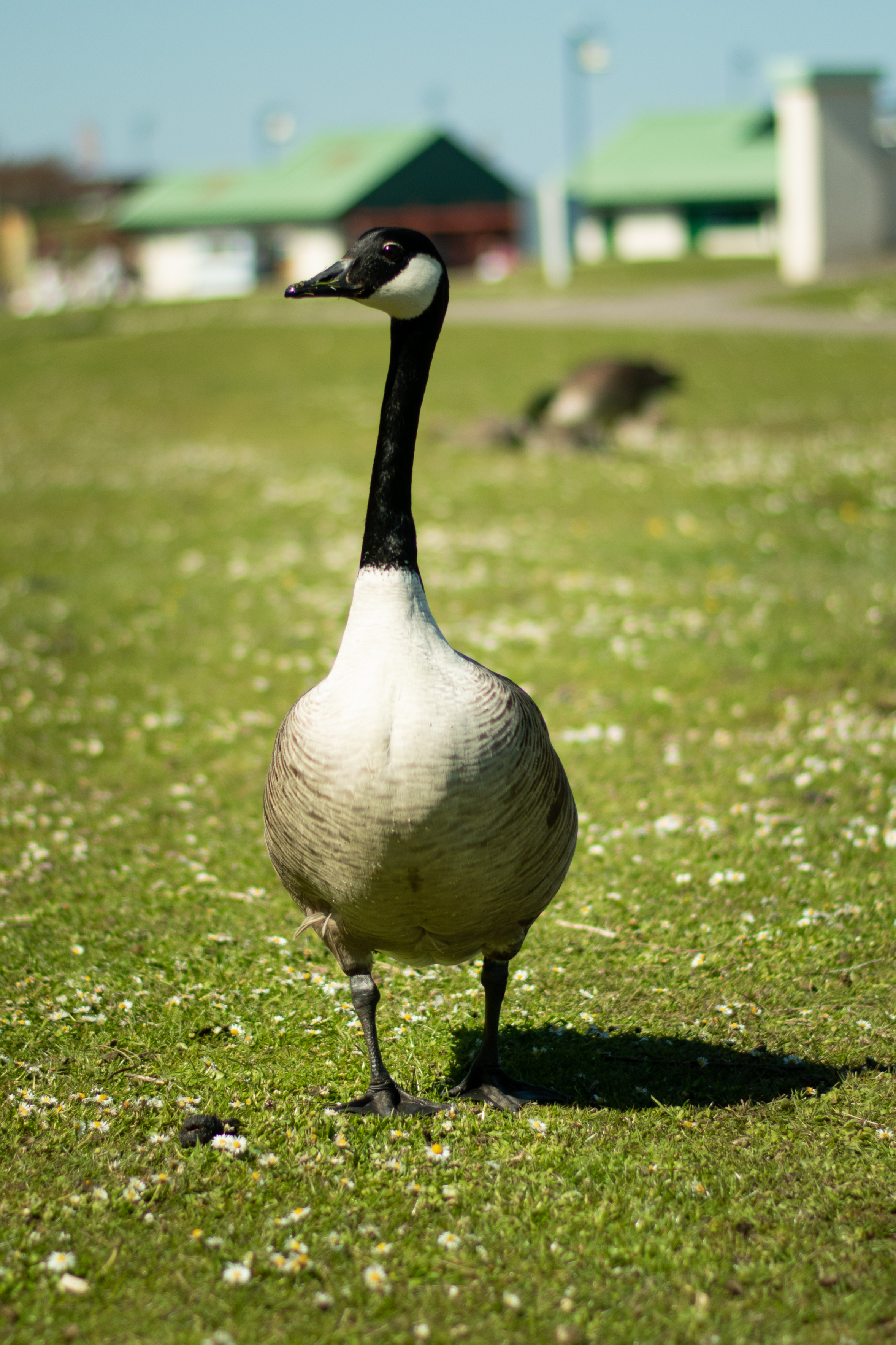 Goose