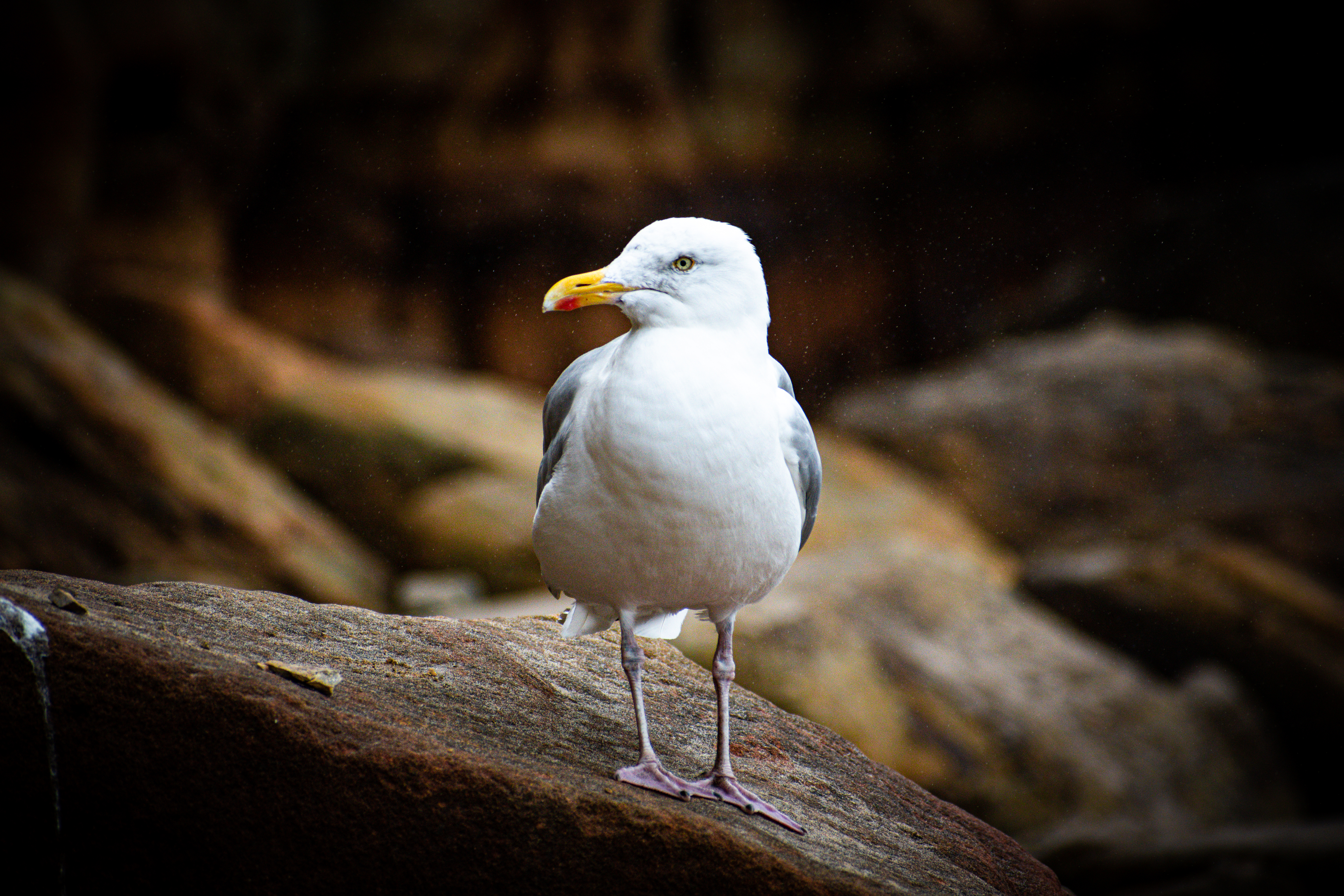 seagull, Whitby