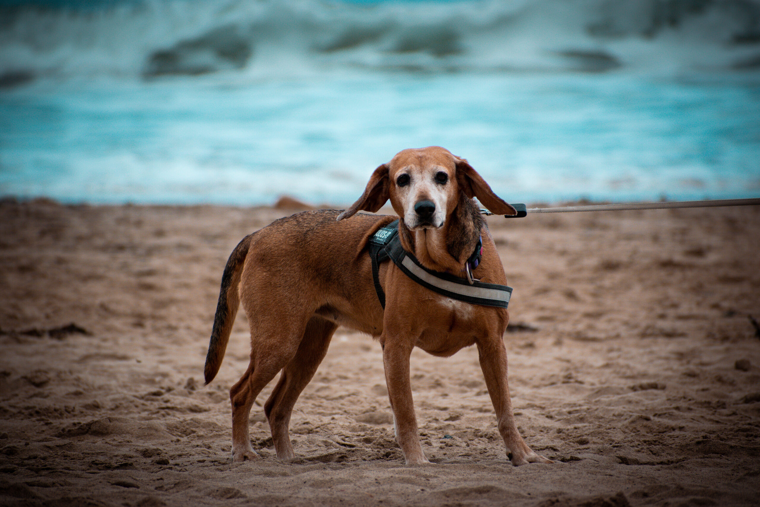 Dog on beach, Whitby
