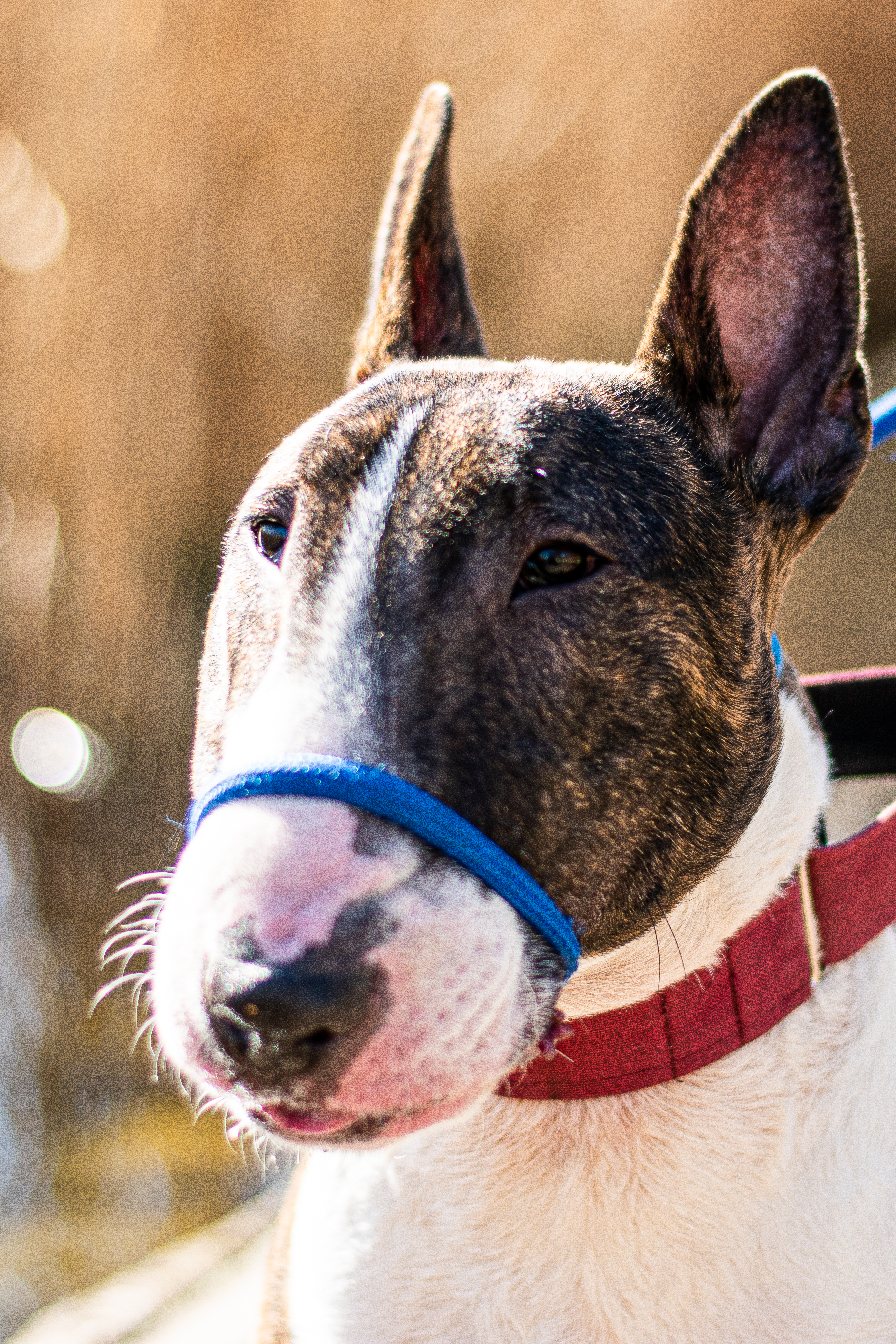 British bull terrier