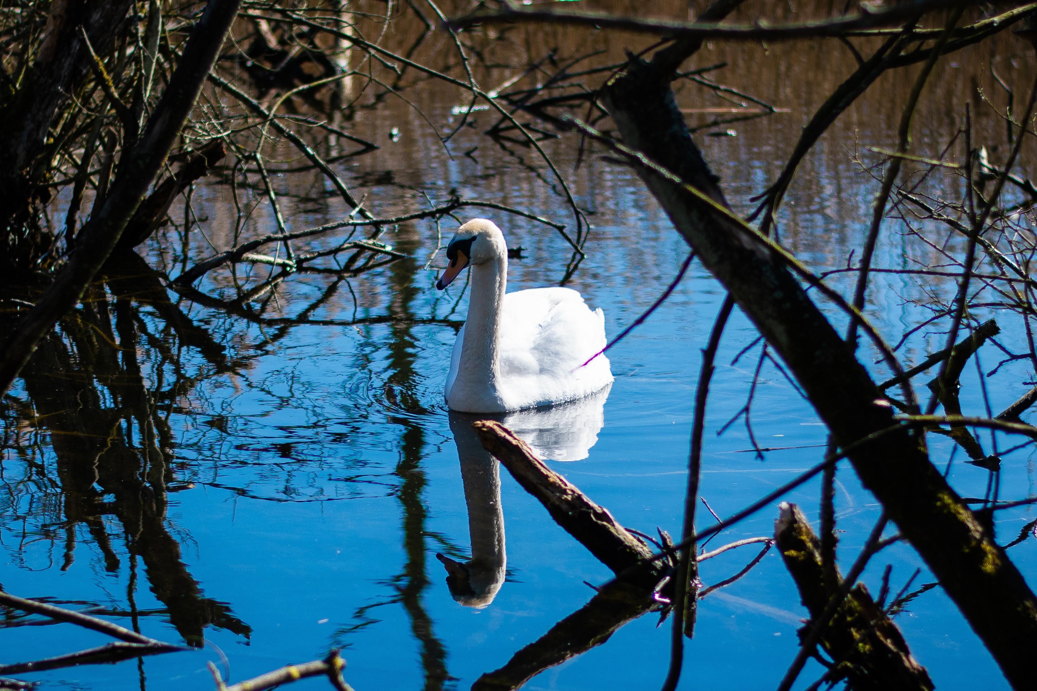 A Lone Swan