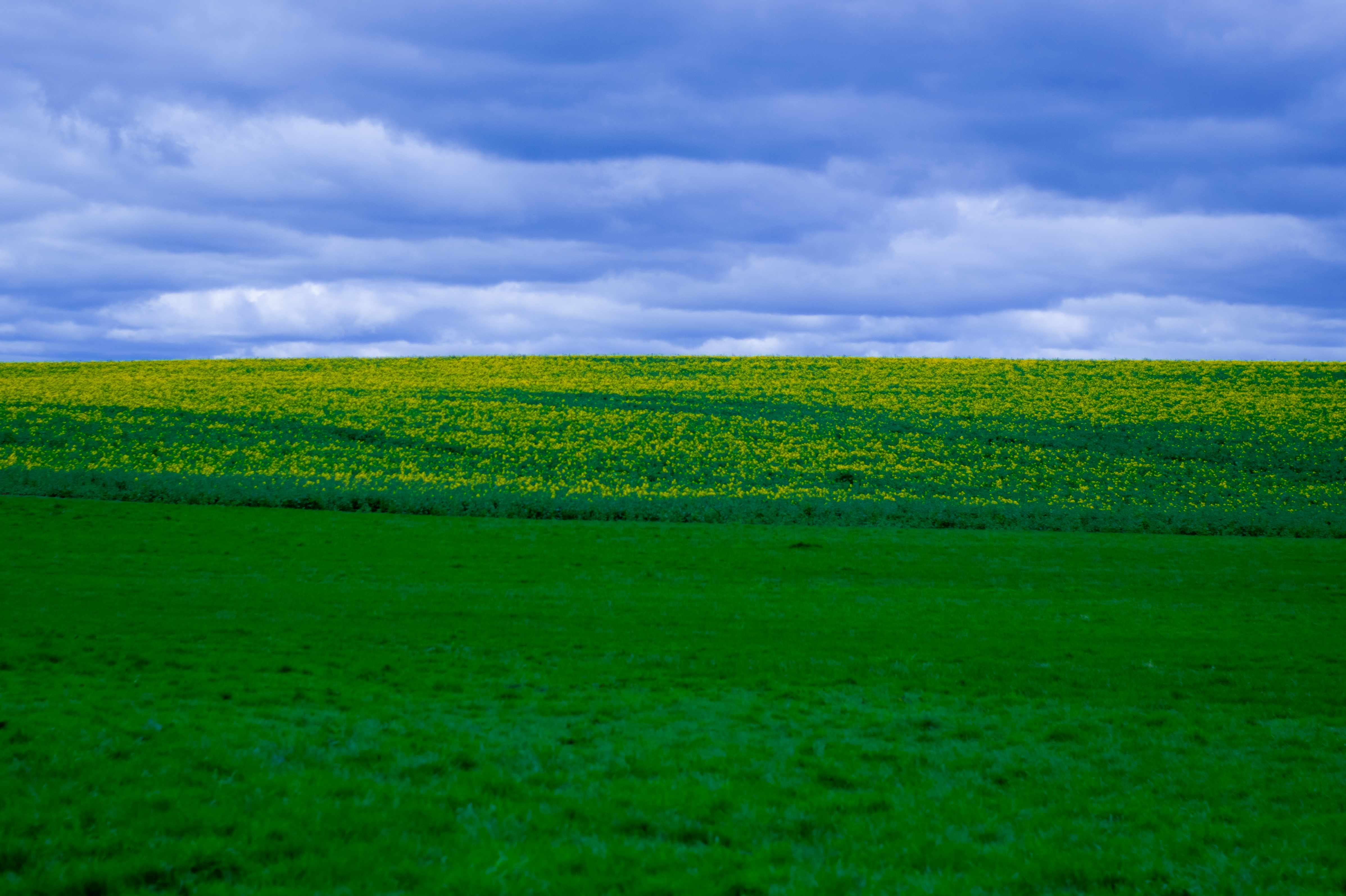 A field of maize