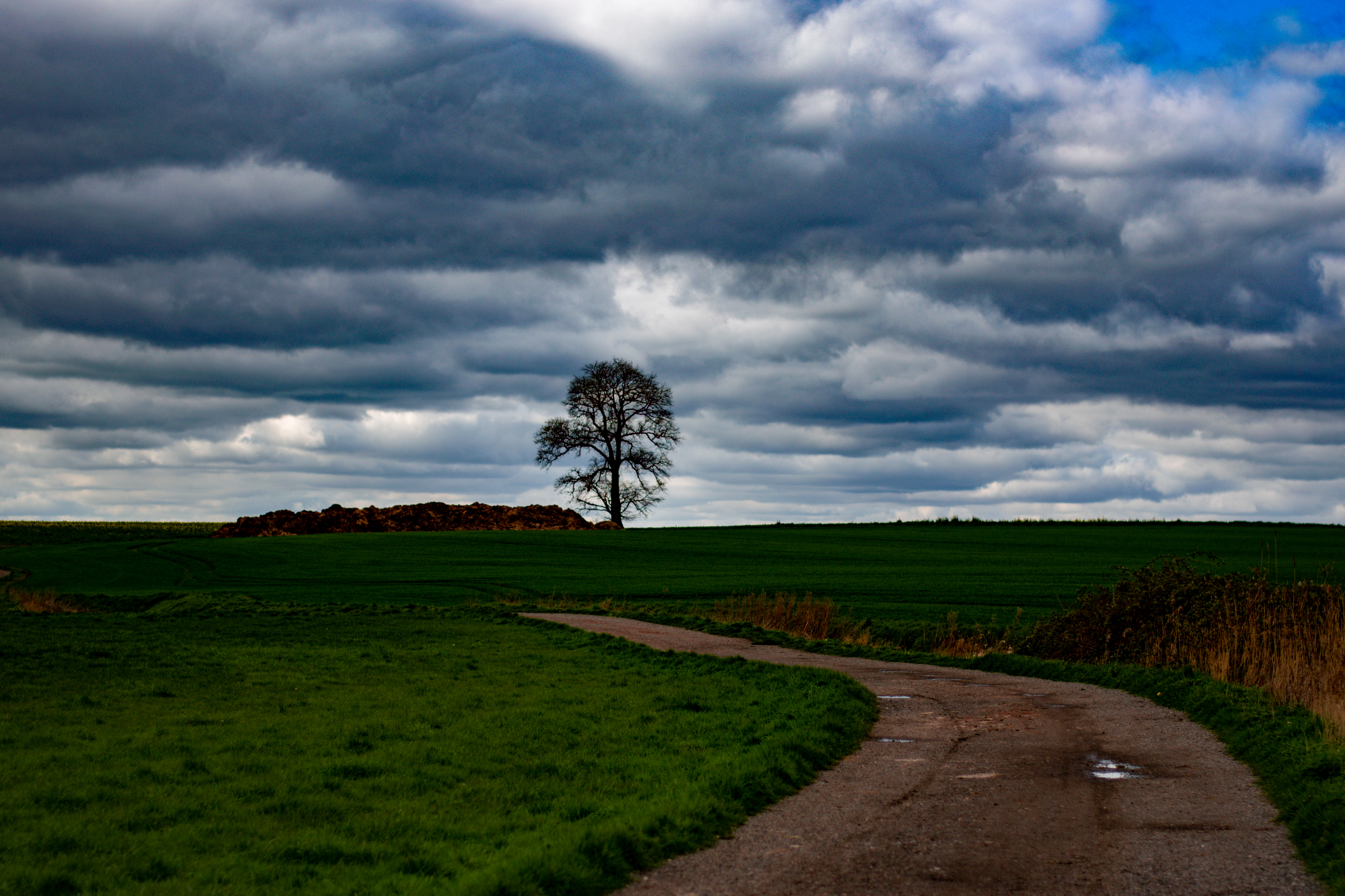 Farm track to lone tree