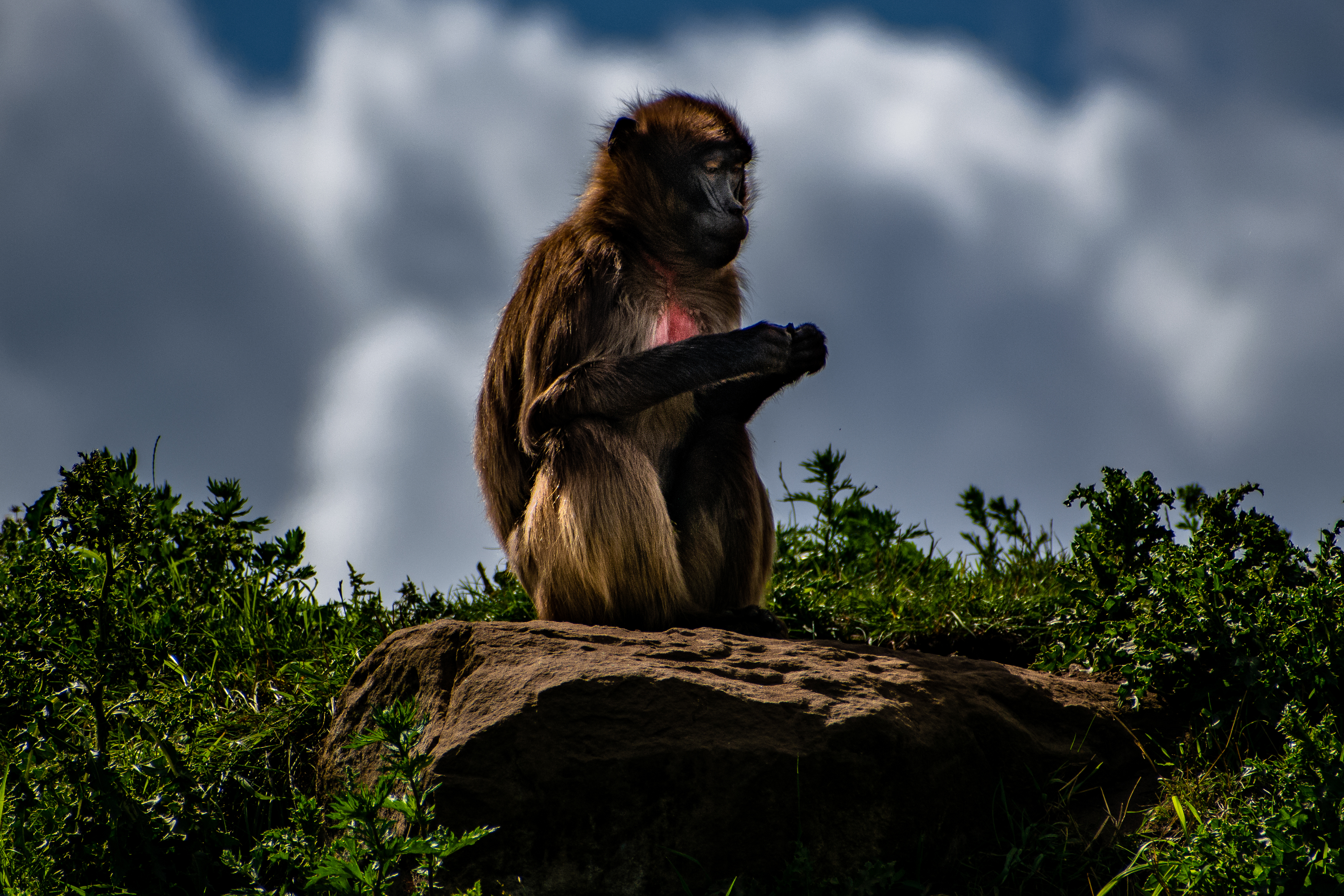 Monkey on rock