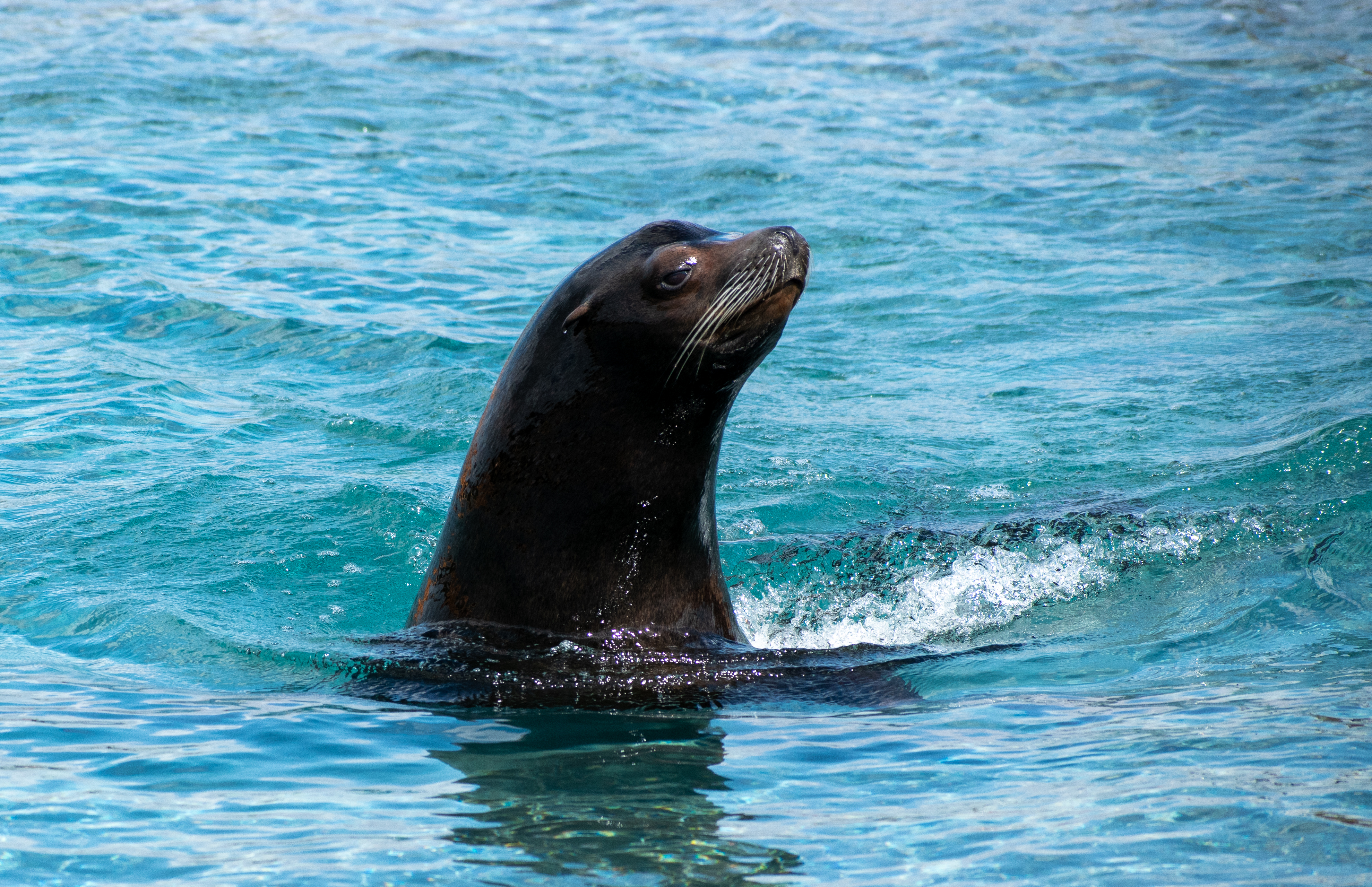 seal