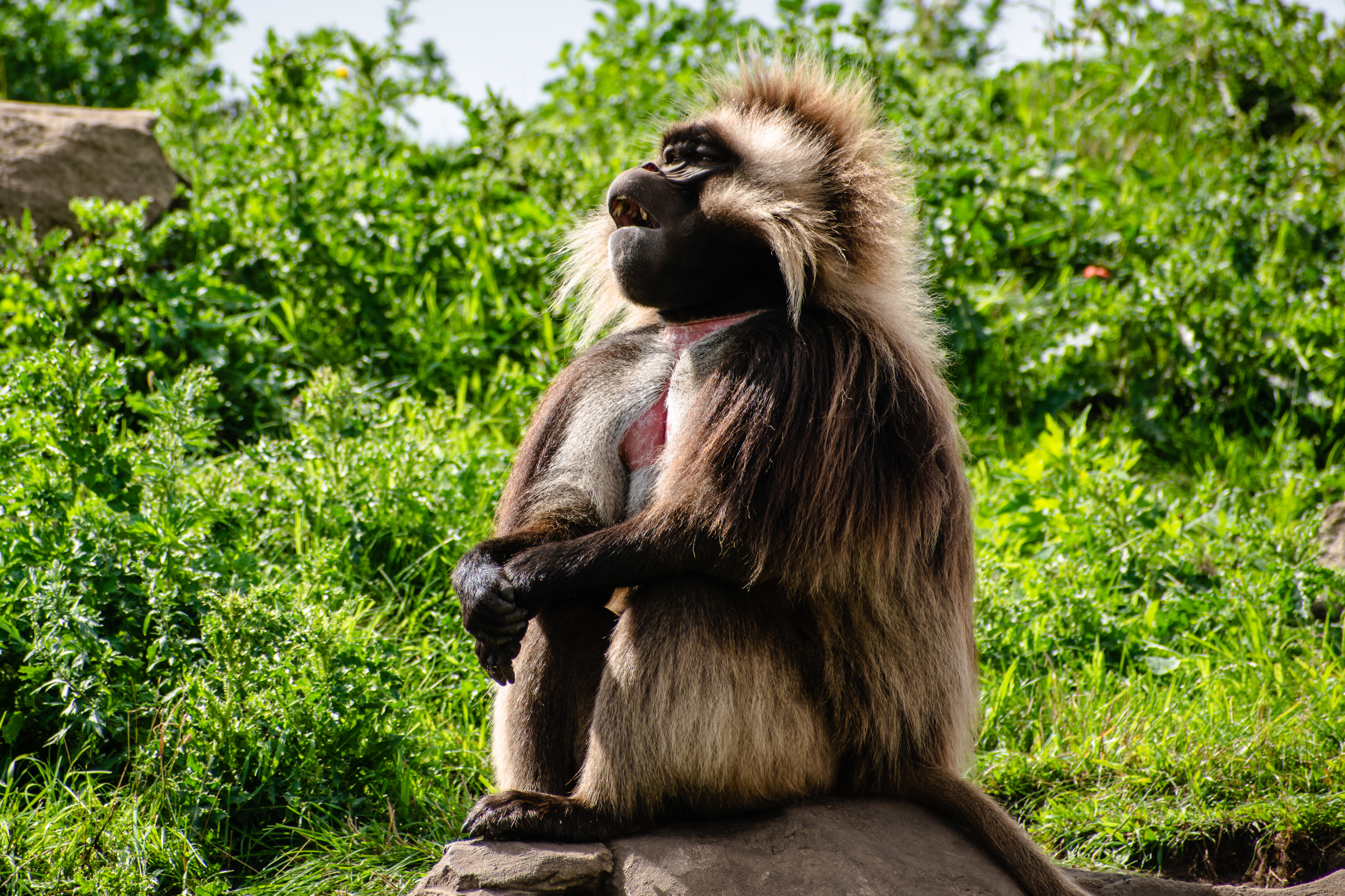 Monkey sitting
