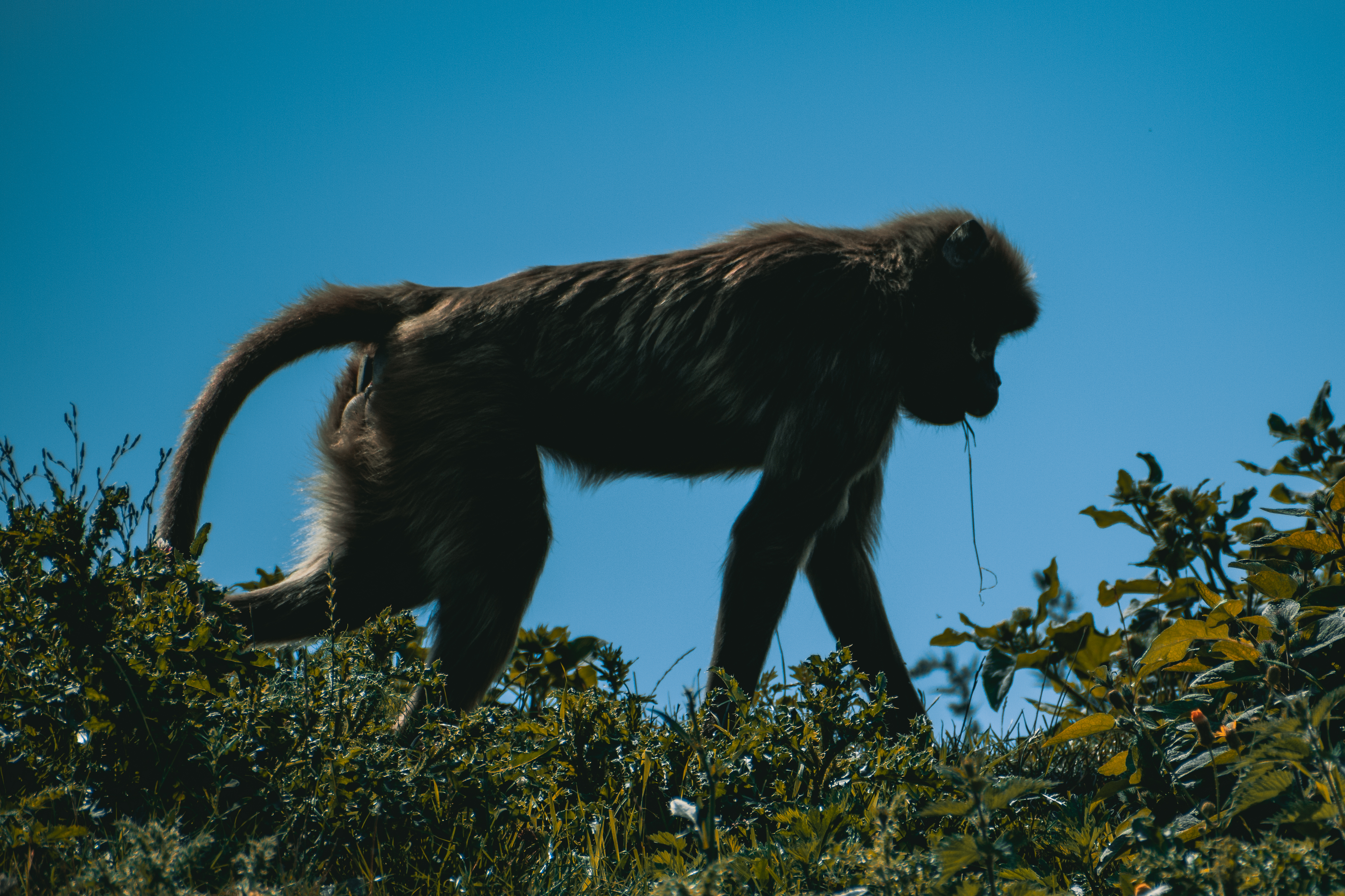 Monkey walk