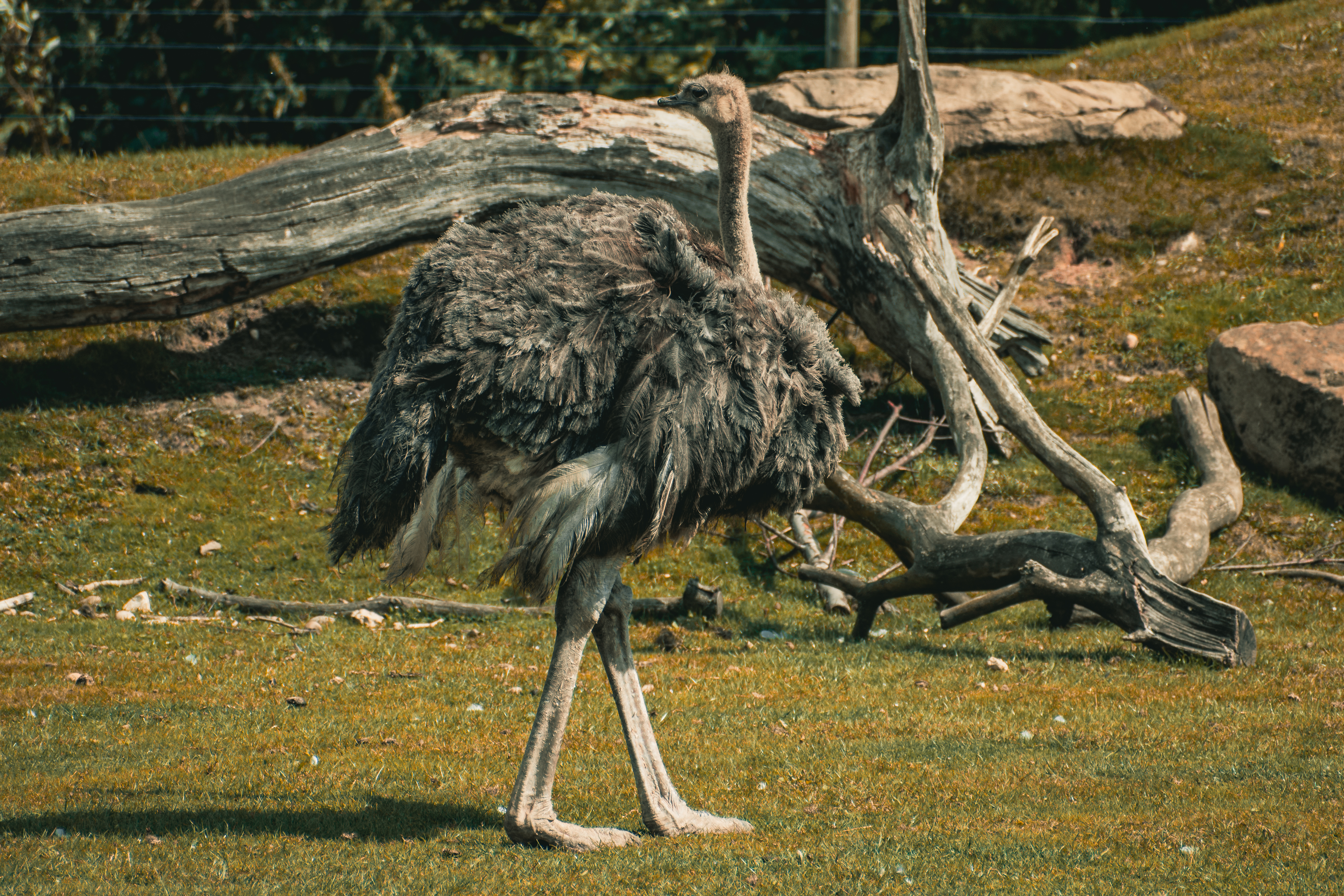 ostrich
