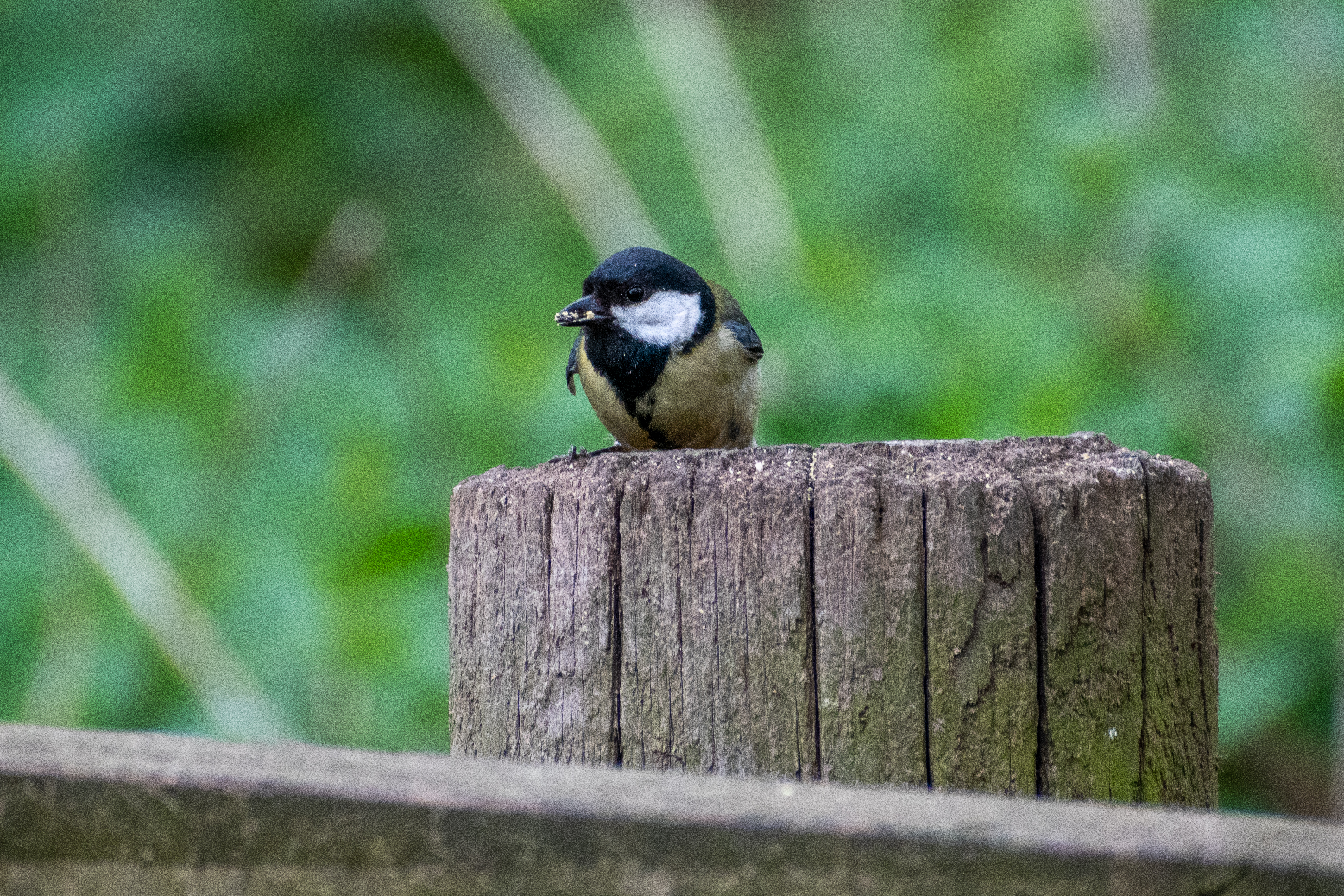 Great tit