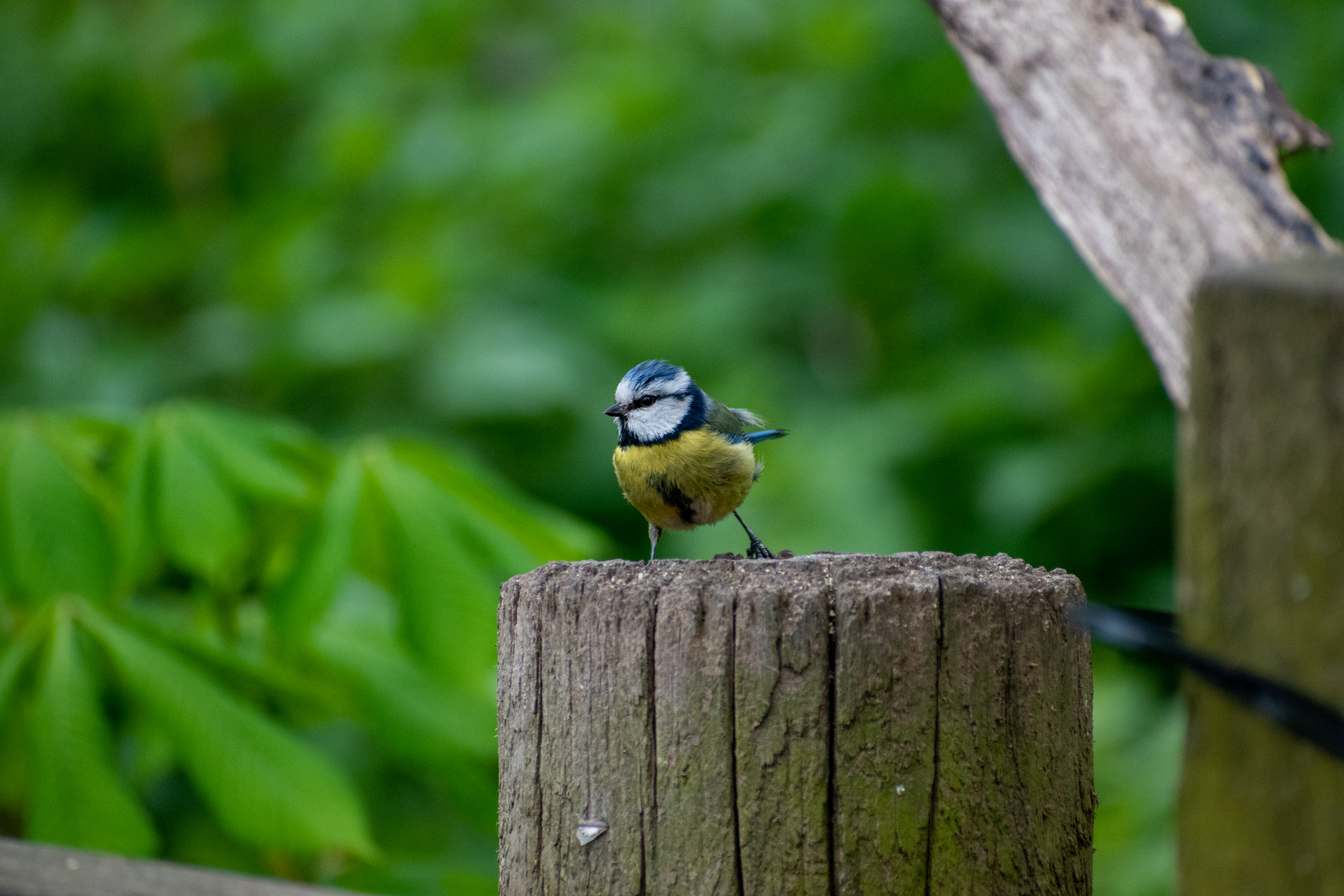 Blue tit