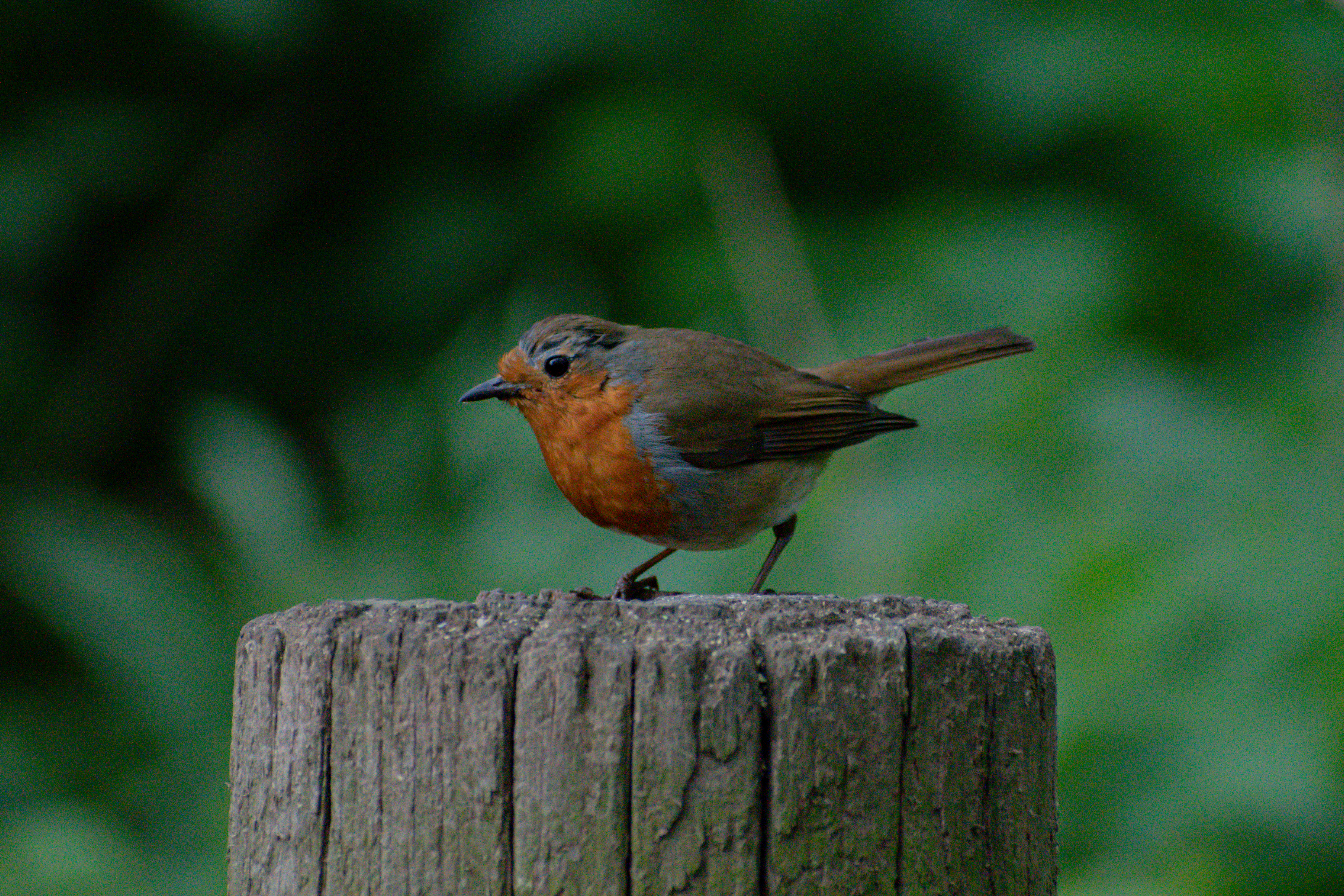 Robbin