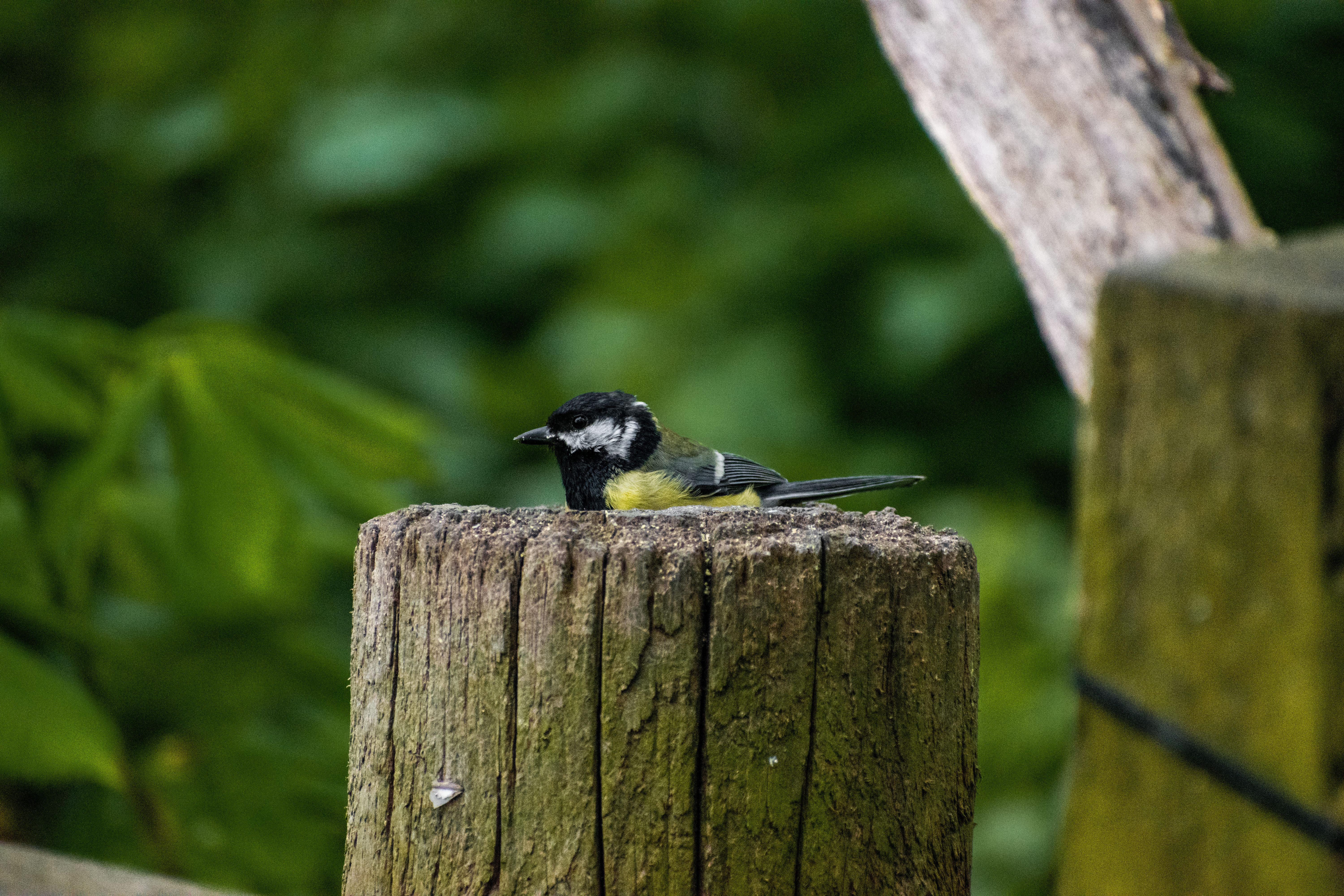 Great tit