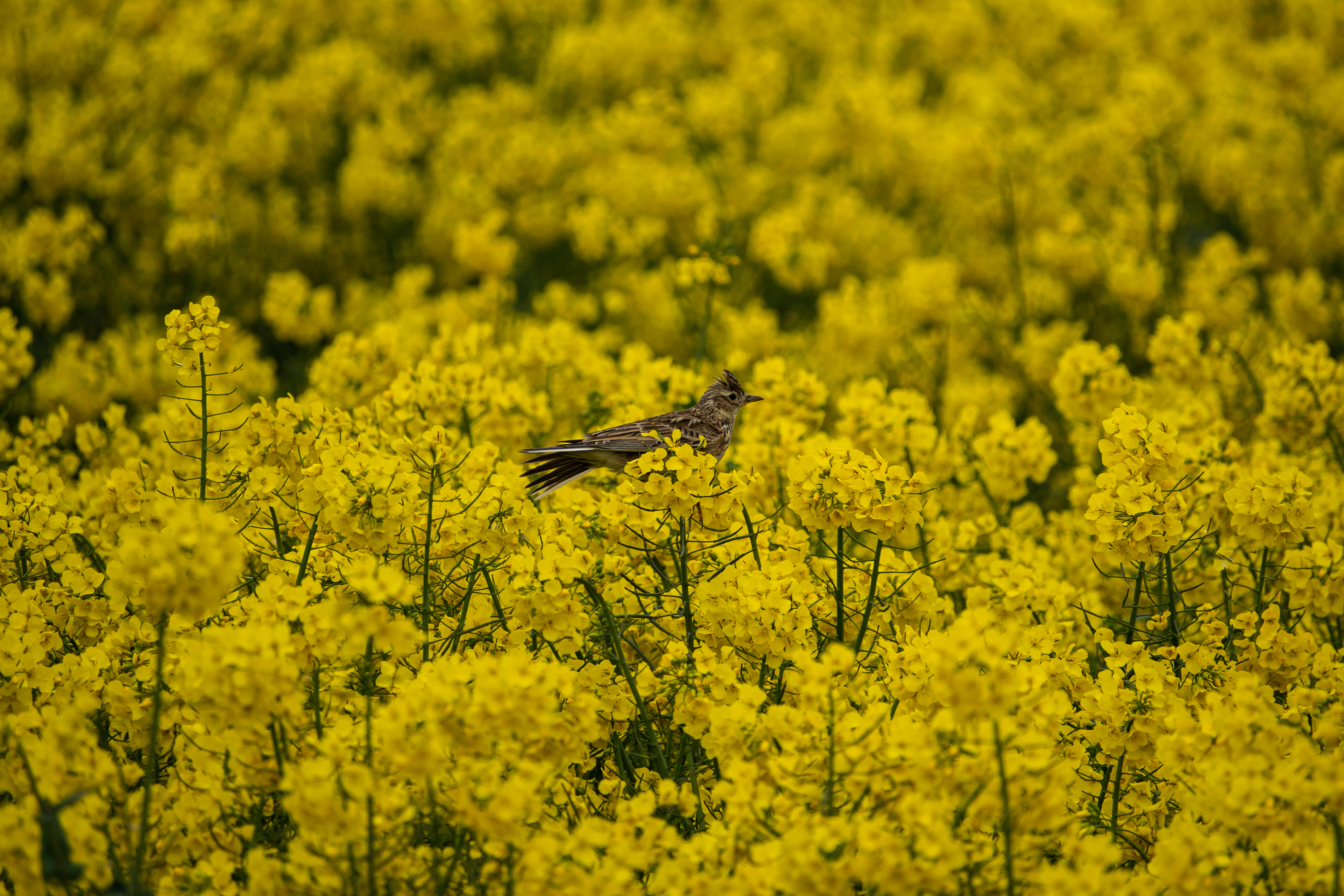Skylark on maize