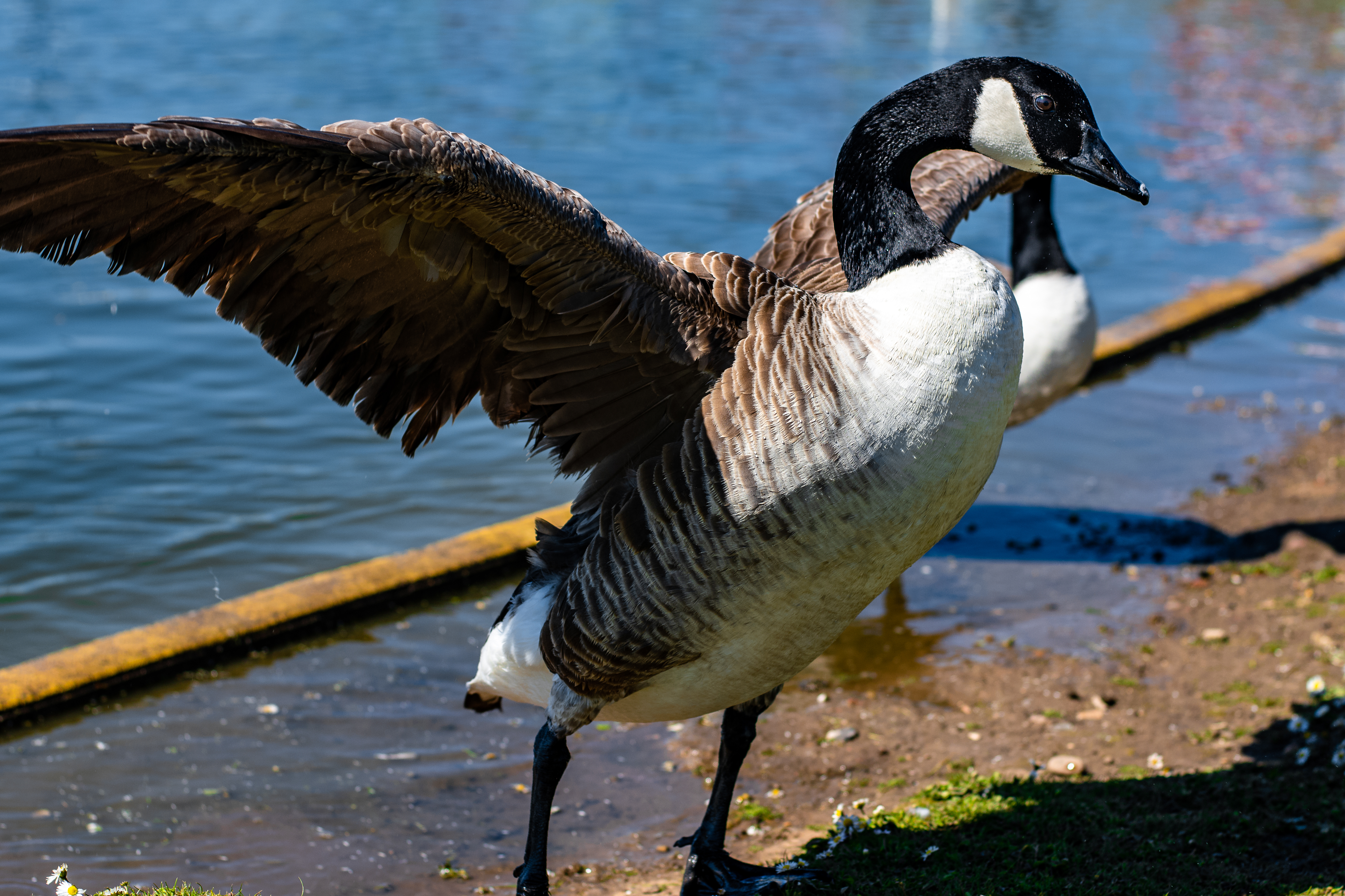 Geese speared wings