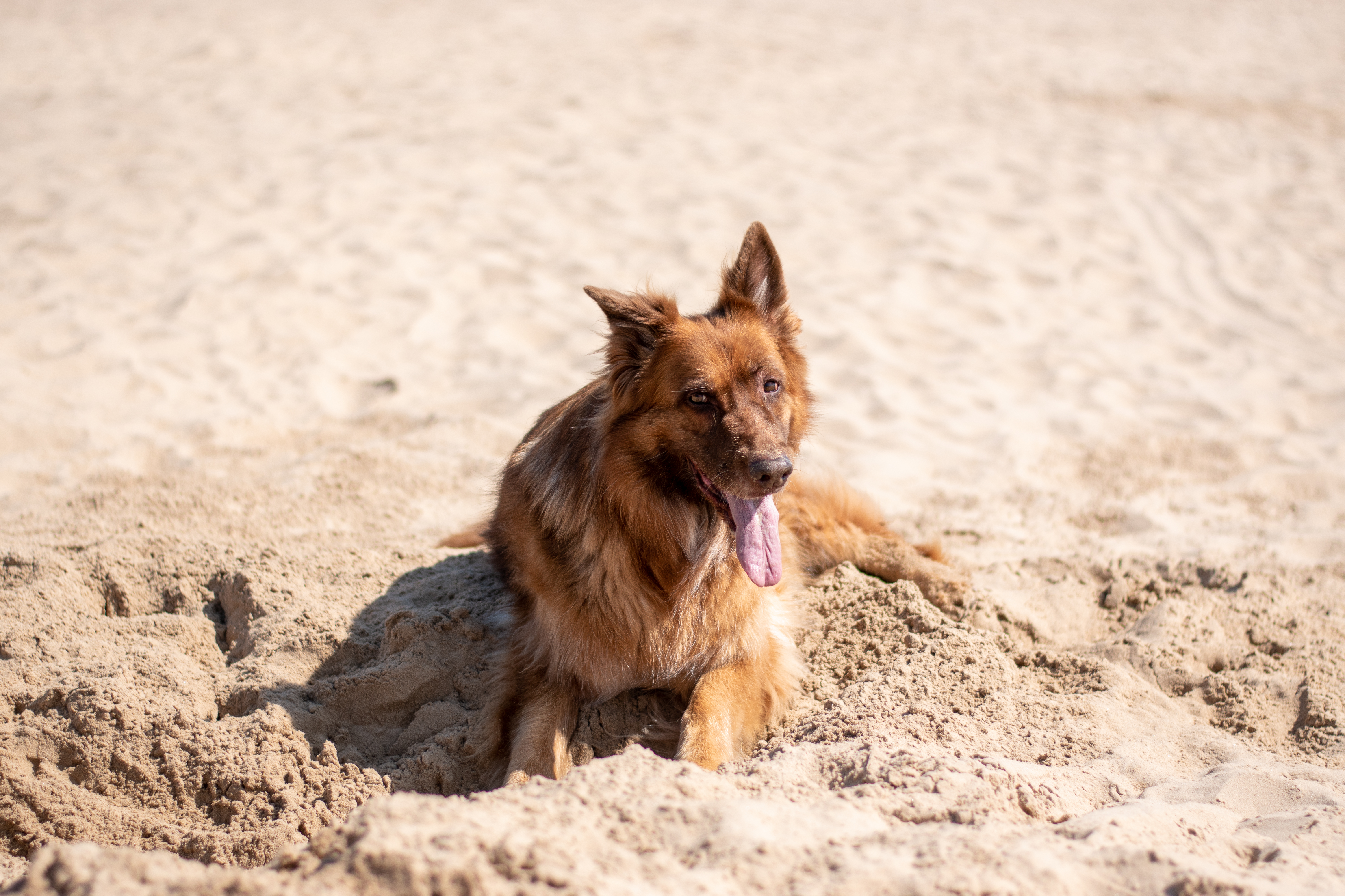 German Shepherd on beach